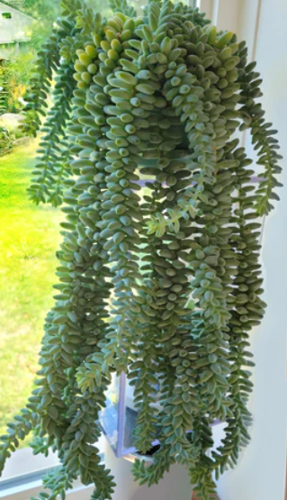 Sedum morganianum – Burro's Tail – 5 gallon pot – Ornamental Grassworks