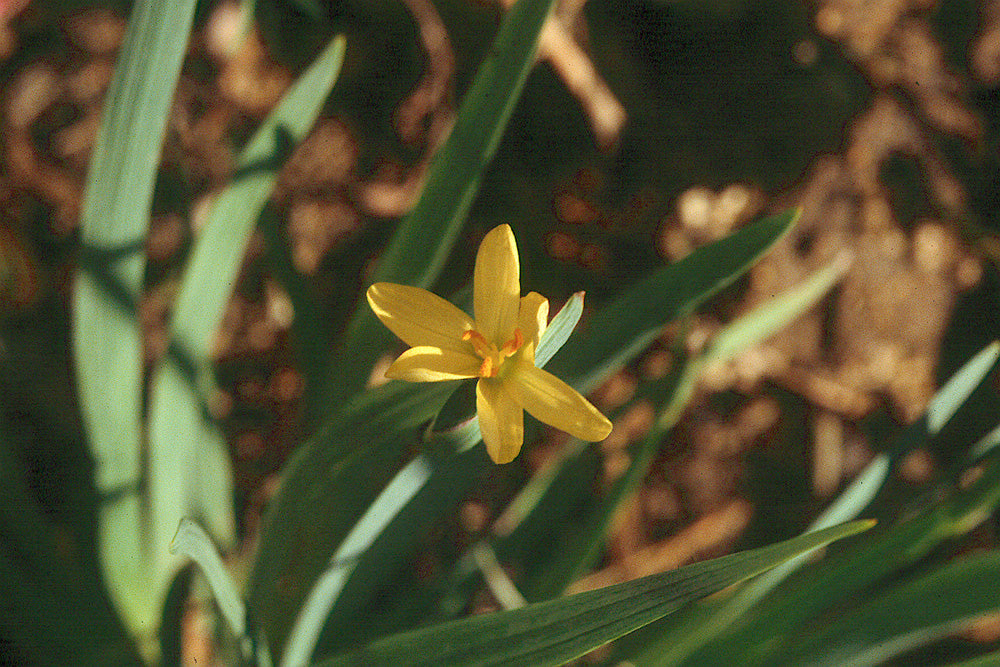 Sisyrinchium californicum – Yellow-Eyed Grass