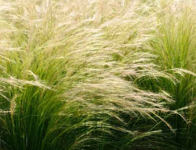 Nassella tenuissima – Mexican Feather Grass – 4 inch pot – Ornamental Grassworks