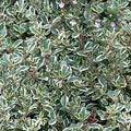 Thymus vulgaris 'Argenteus' – Silver Thyme – 4 inch pot – Ornamental Grassworks