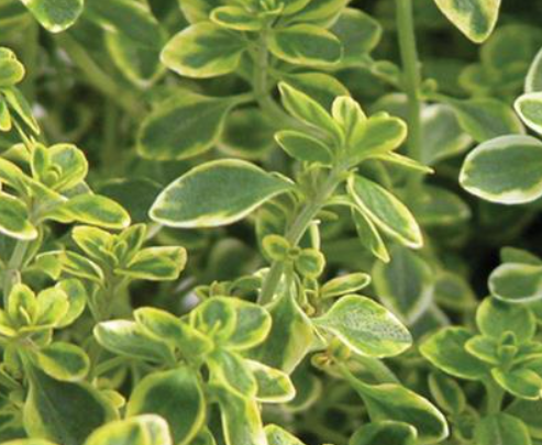 Thymus x citriodorus 'Aureus' – Golden Lemon Thyme – 4 inch pot – Ornamental Grassworks