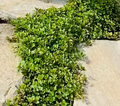 Thymus x citriodorus 'Lemon Creeping' – Lemon Thyme – 4 inch pot – Ornamental Grassworks