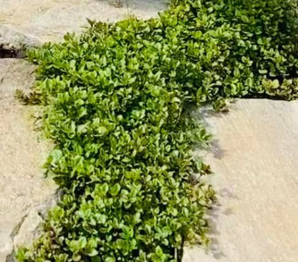 Thymus x citriodorus 'Lemon Creeping' – Lemon Thyme – 4 inch pot – Ornamental Grassworks