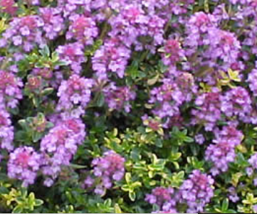Thymus 'Doone Valley' – Thyme – 4 inch pot – Ornamental Grassworks
