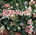 Thymus pulegioides 'Foxley' – Thyme – 4 inch pot – Ornamental Grassworks