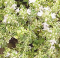 Thymus praecox 'Highland Cream' – Creeping Thyme – 4 inch pot – Ornamental Grassworks