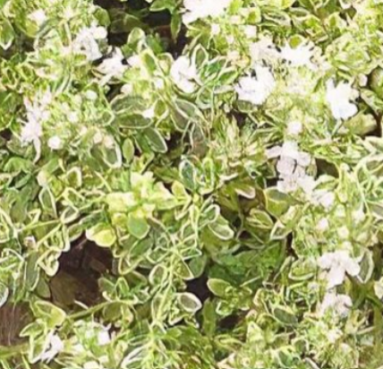 Thymus praecox 'Highland Cream' – Creeping Thyme – 4 inch pot – Ornamental Grassworks