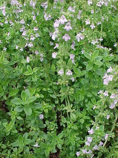 Thymus x citriodorus – Lemon Thyme – 4 inch pot – Ornamental Grassworks