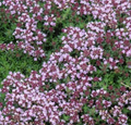 Thymus serpyllum 'Magic Carpet' – Creeping Thyme – 4 inch pot – Ornamental Grassworks