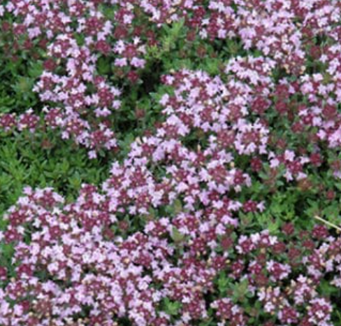 Thymus serpyllum 'Magic Carpet' – Creeping Thyme – 4 inch pot – Ornamental Grassworks