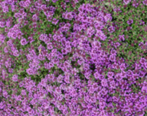 Thymus praecox 'Nutmeg' – Nutmeg Thyme – 4 inch pot – Ornamental Grassworks