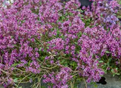Thymus praecox 'Coccineus' – Red Creeping Thyme – 4 inch pot – Ornamental Grassworks