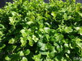 Satureja douglasii – Yerba Buena – 4 inch pot – Ornamental Grassworks
