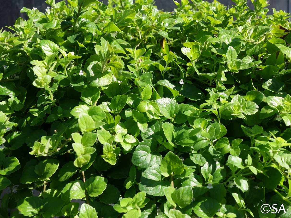Satureja douglasii – Yerba Buena – 4 inch pot – Ornamental Grassworks